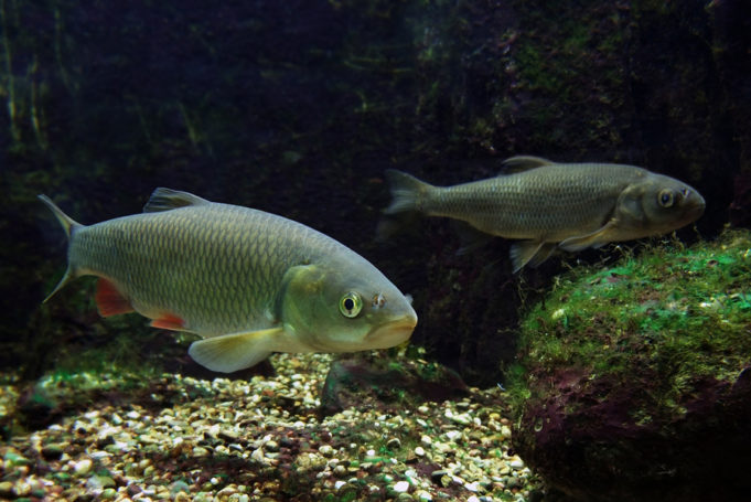 Transgender-Fish-Found-in-British-Study-Transgender-Universe-A U.K. study of freshwater fish has found a fifth of the male fish are now showing feminine traits due to oestrogen exposure