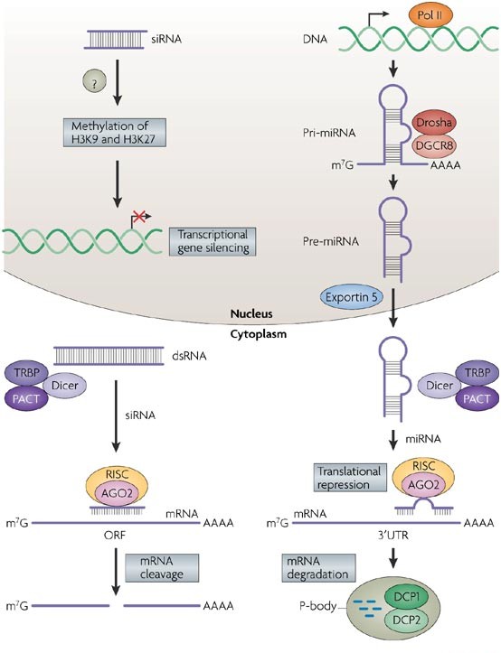 Epigenetic's & The Transgender Brain -part II | Transgender Universe