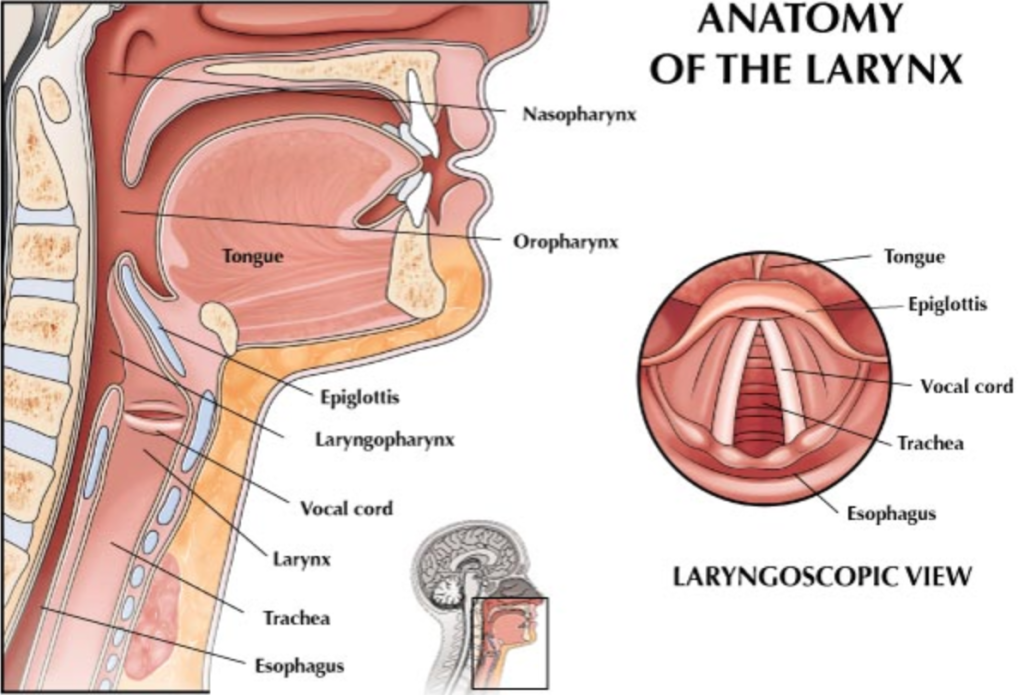 vocal-feminization-surgery-transgender-universe